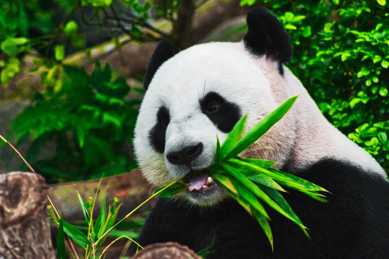 panda gigante che mangia bambù